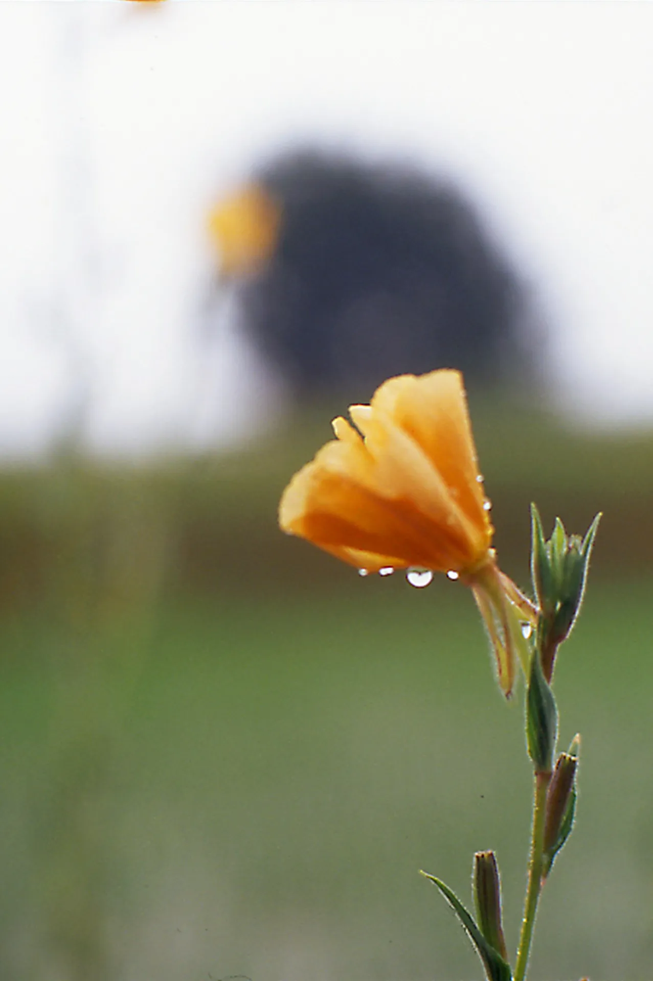 昔住んでた家の近くで
