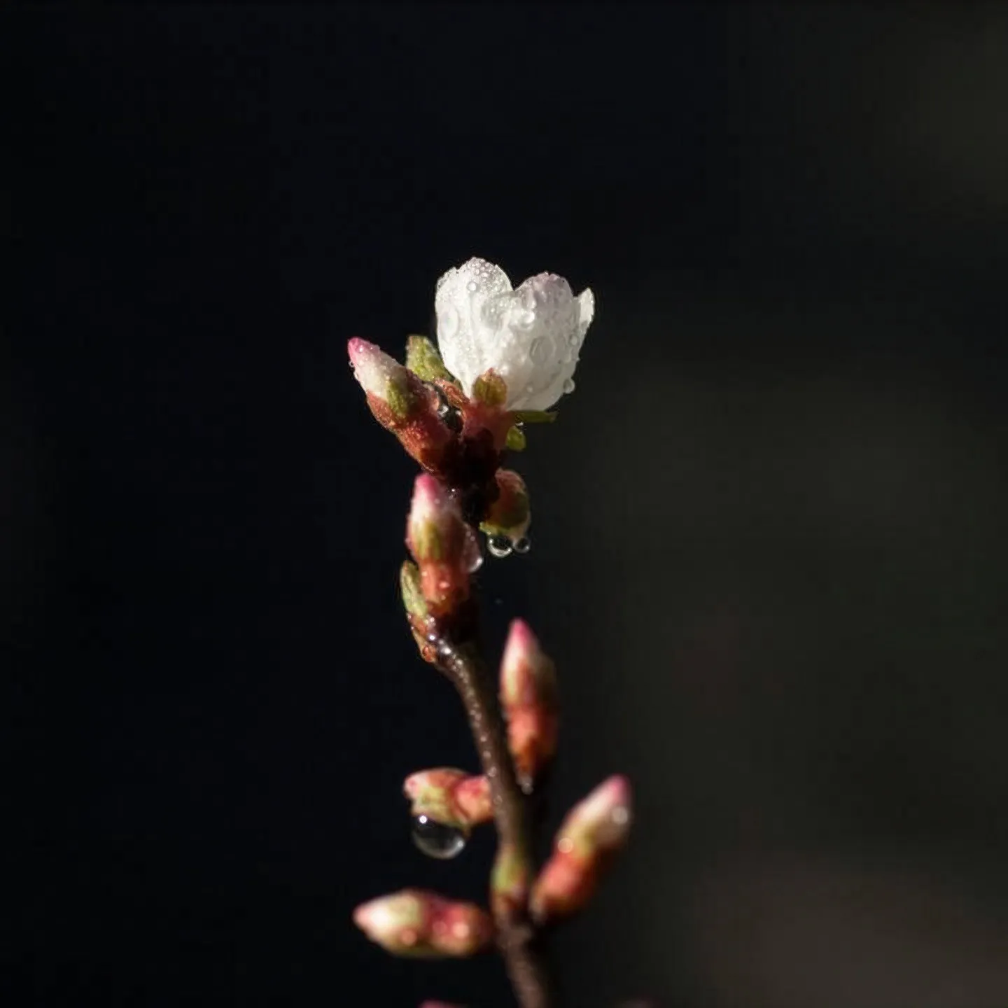 旅する写真家tabby