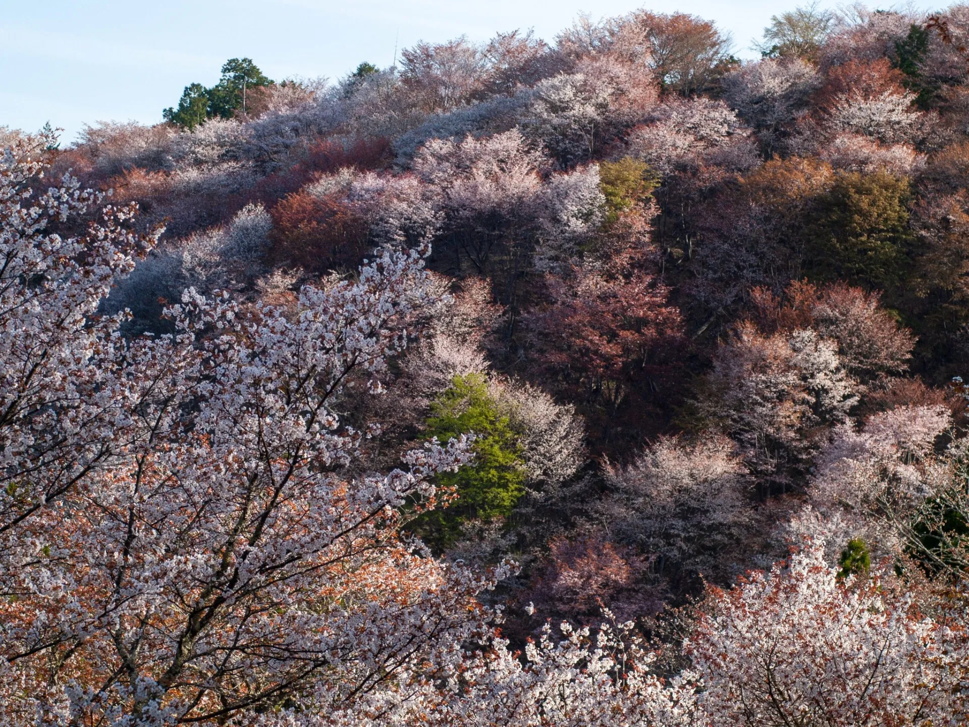 桜×光で魅せる、やさしいフォトブランディング