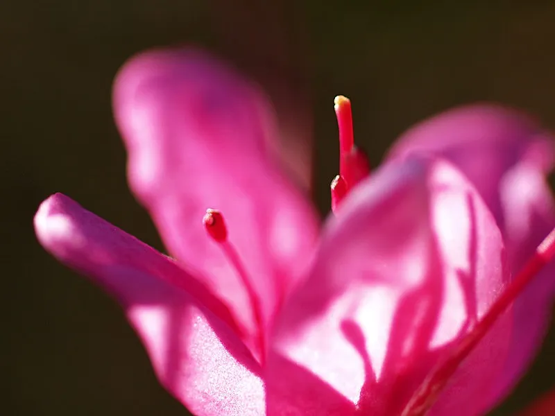 ツツジを上品に撮る方法｜春に心が整う花写真の楽しみ方