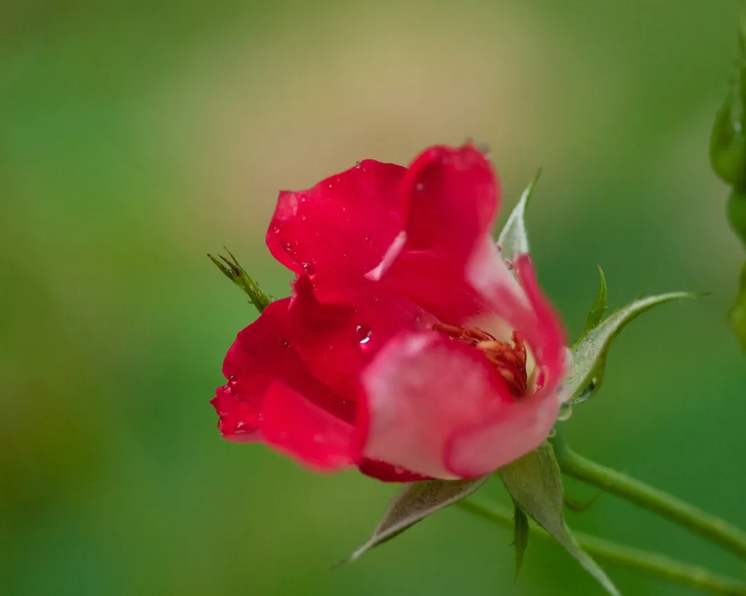 5月の花を美しく撮るコツ｜季節感が伝わる写真で世界観を整える