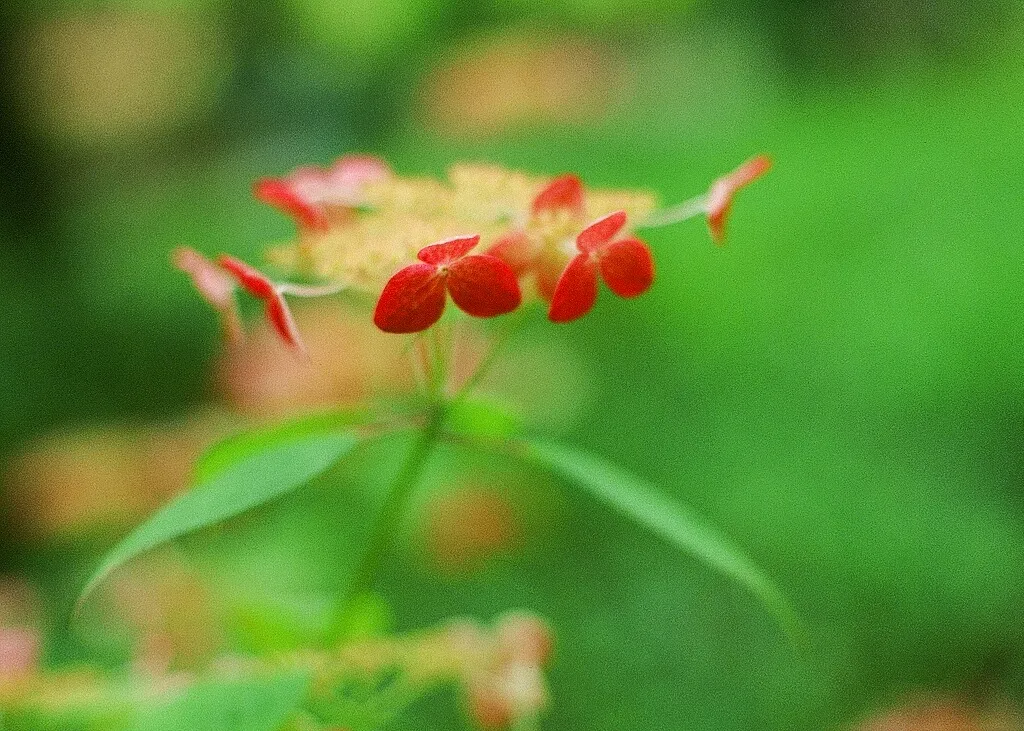 紫陽花をふんわり美しく撮る方法｜花教室・フラワー作家のための写真のコツ
