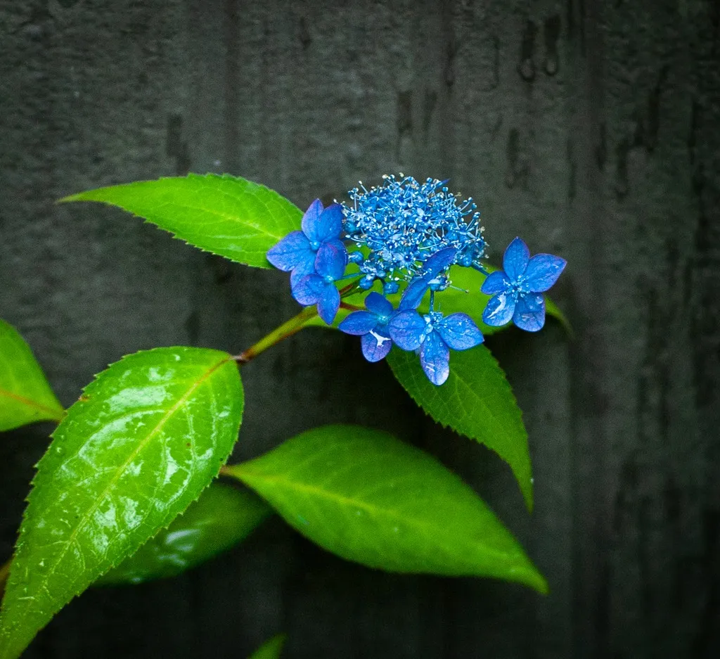 梅雨の花を美しく撮るコツ｜初心者でもできる紫陽花写真の撮り方