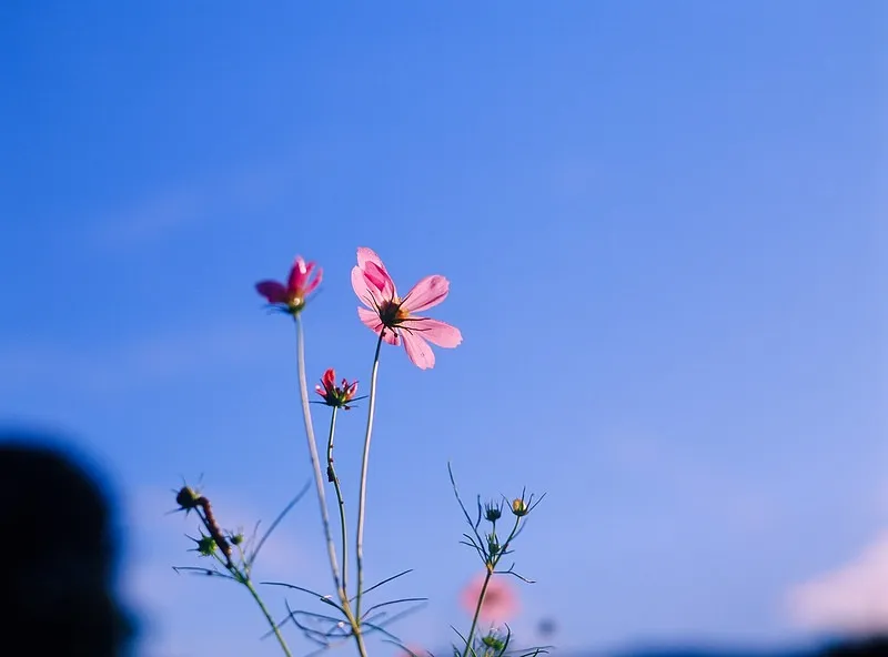 コスモスを美しく撮るコツ|秋の花を自然に魅せる写真の撮り方